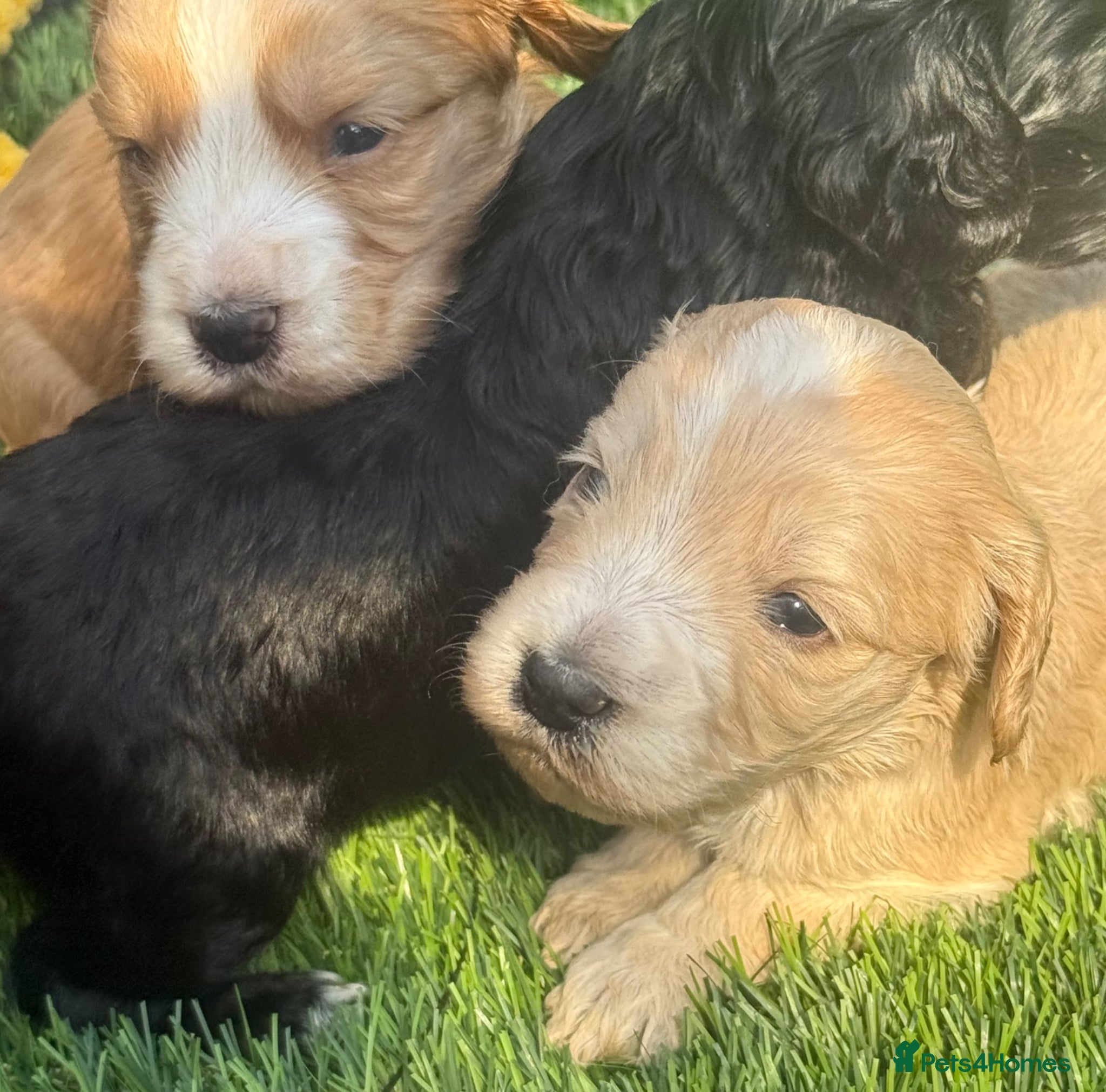 Cockapoo dogs Cockapoo Apricot/Red/Black Pups - Advert 1