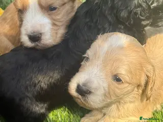 Cockapoo dogs Cockapoo Apricot/Red/Black Pups - Advert 15