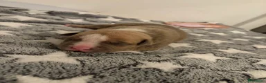 American Bully Puppy 3