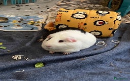 Guinea Pig rodents for sale: Male Guinea Pig- Revan  - Image 3