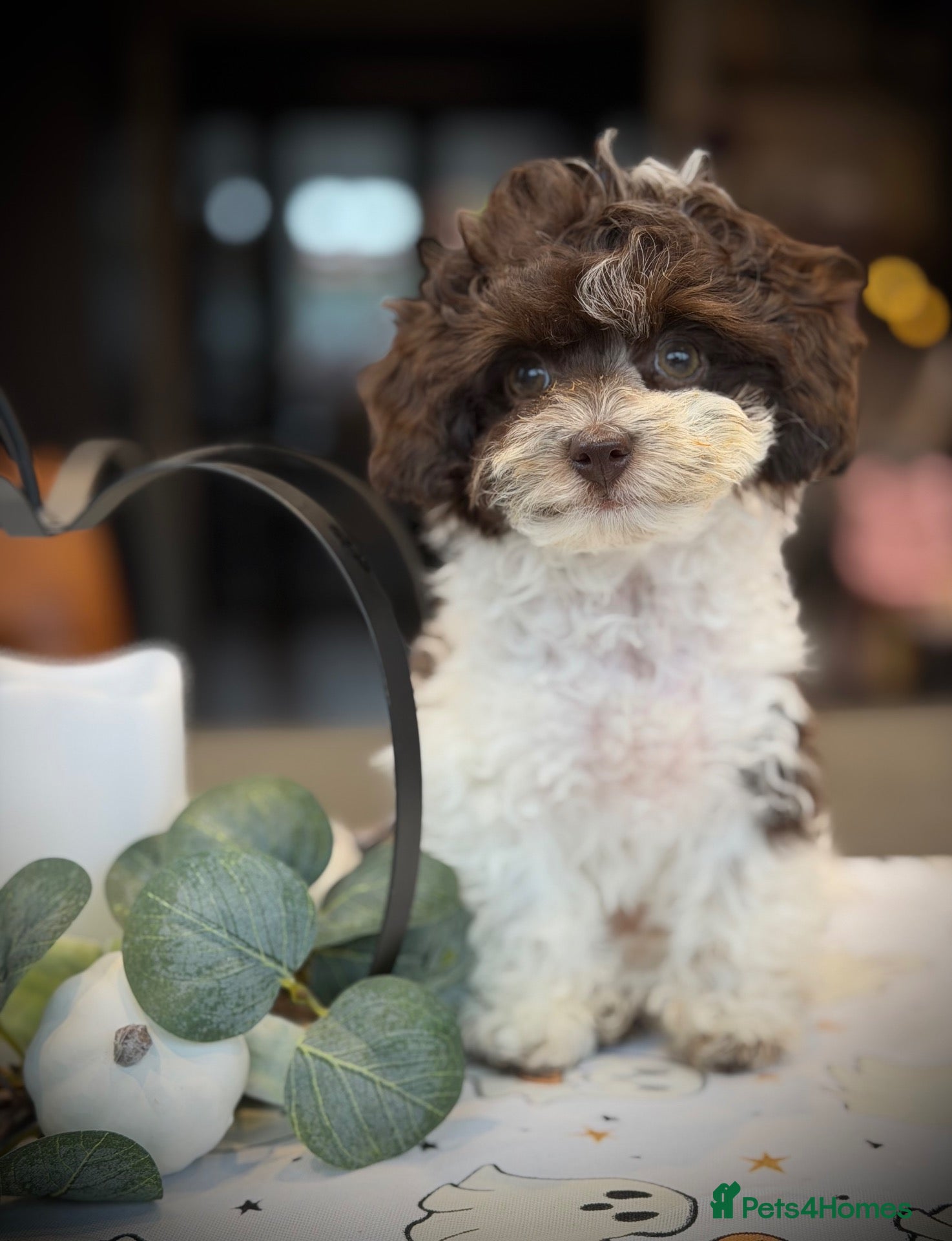 Toy Poodle dogs for sale: ❣️🐾 Last 2 REDUCED Asian Poodle Puppies! 🐾❣️ - Advert 2