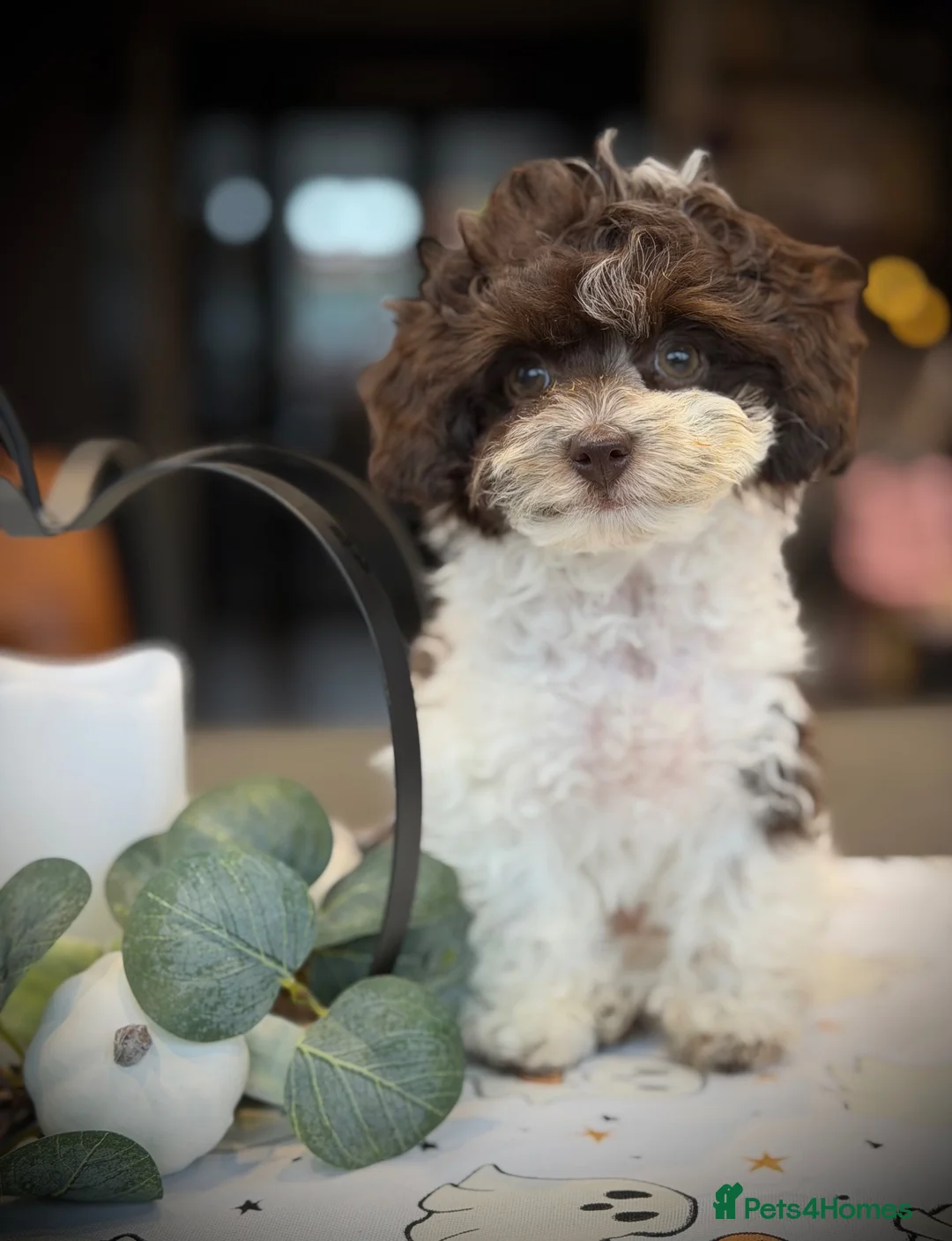 Toy Poodle dogs for sale: ❣️🐾 Last 2 REDUCED Asian Poodle Puppies! 🐾❣️ - Advert 2