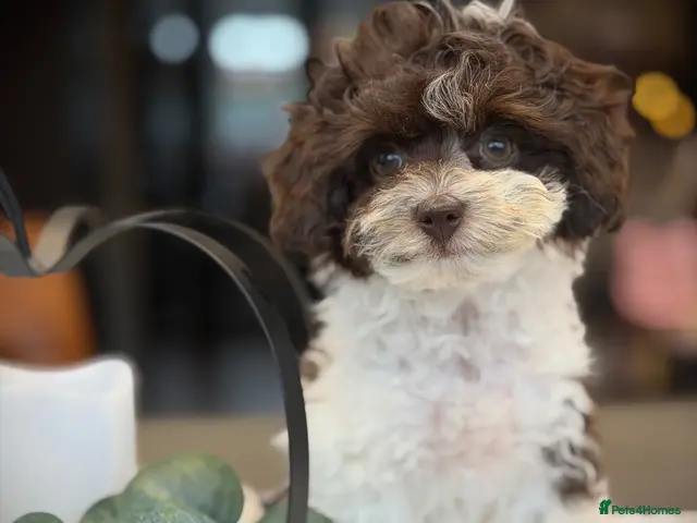 Toy Poodle dogs for sale: ❣️🐾 Last 2 REDUCED Asian Poodle Puppies! 🐾❣️ - Advert 1