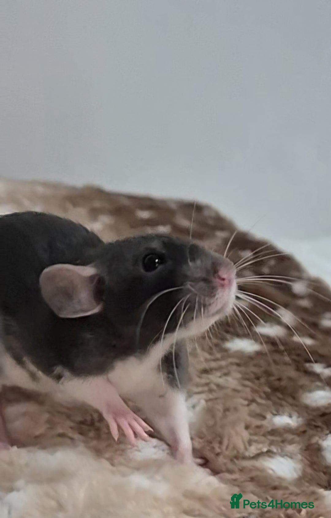 Rat rodents for sale: Baby rats 1 litter available now - Advert 2