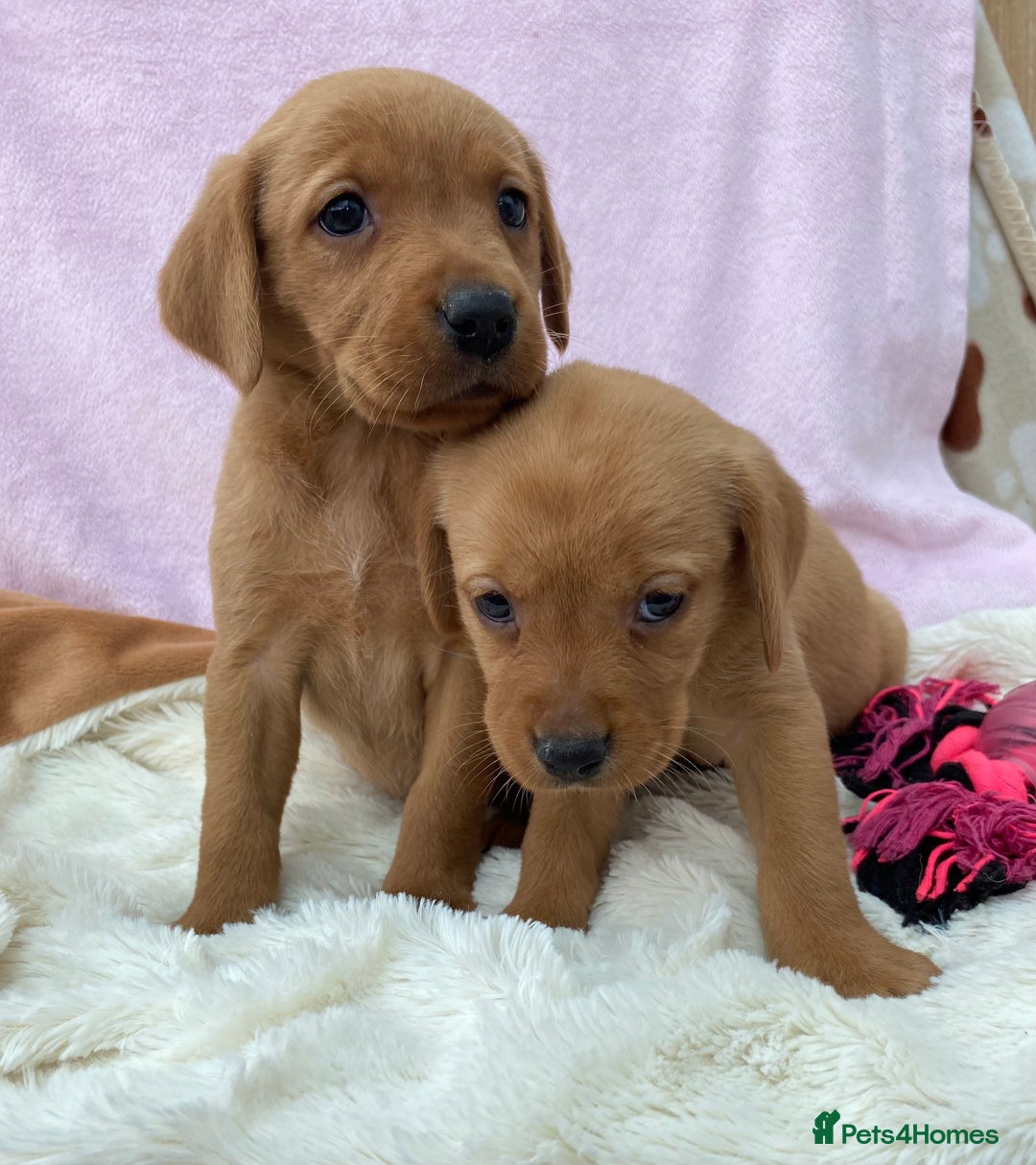 Labrador Retriever dogs for sale: Labrador Retriever - Image 24