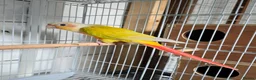 Conures birds for sale: female american dilute conure  - Advert 2