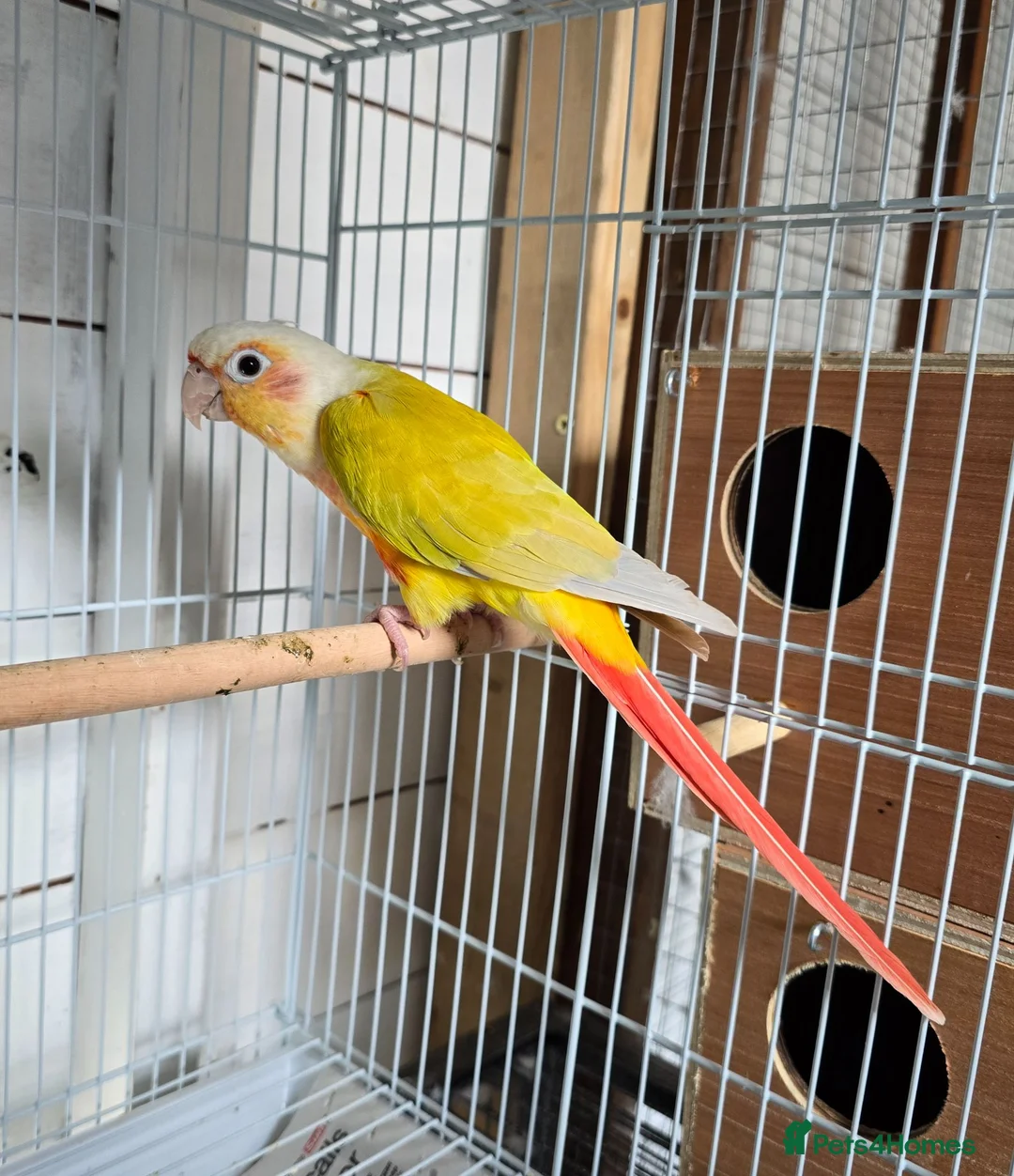Conures birds for sale: female american dilute conure  - Advert 2