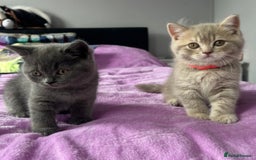 British Shorthair cats for sale: Gorgeous British Shorthair Kittens  - Image 14