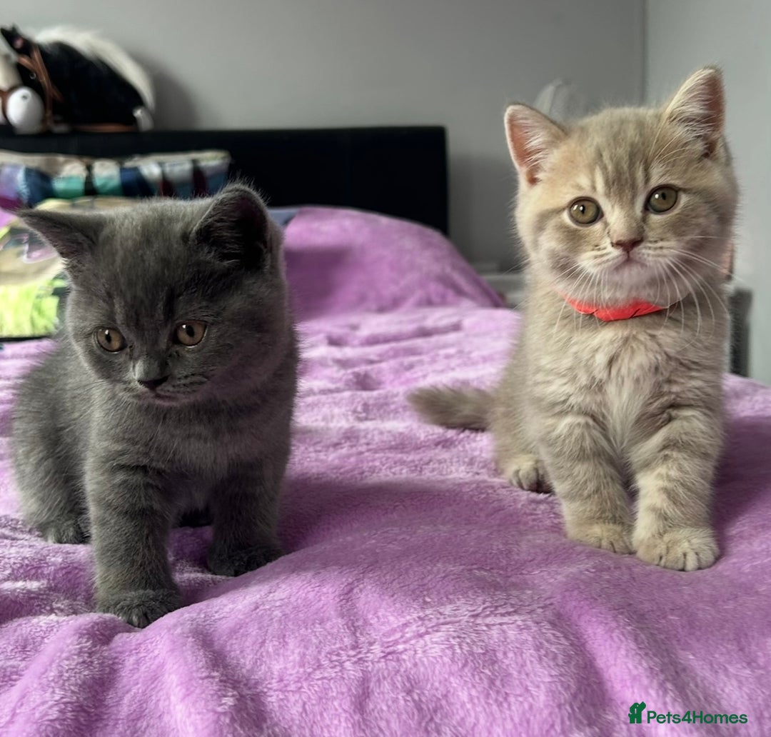 British Shorthair cats for sale: Gorgeous British Shorthair Kittens  - Image 14