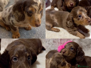 Miniature Dachshund dogs Dachshund miniature long hair - Advert 6