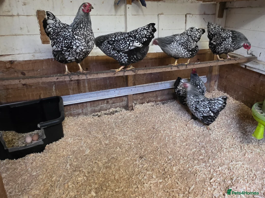 Chickens poultry for sale: silver laced wyandottes hens - Advert 2