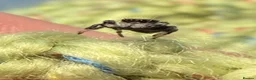 Spiders invertebrates for sale: Unsexed i5/i6 Jumping spider Florida Everglades  - Advert 14