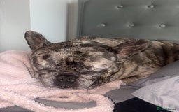 French Bulldog dogs for sale: Frenchie in need of a loving home - Advert 2