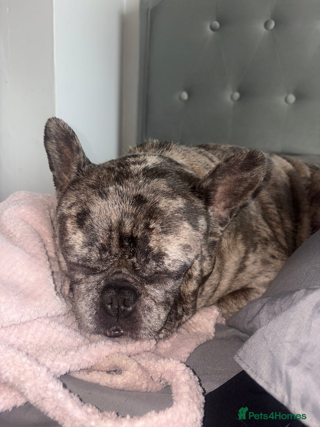 French Bulldog dogs for sale: Frenchie in need of a loving home - Advert 2