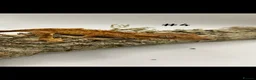 Gecko reptiles for sale: NEW Adult + Juvenile Crested Geckos + Lilly Whites - Advert 7