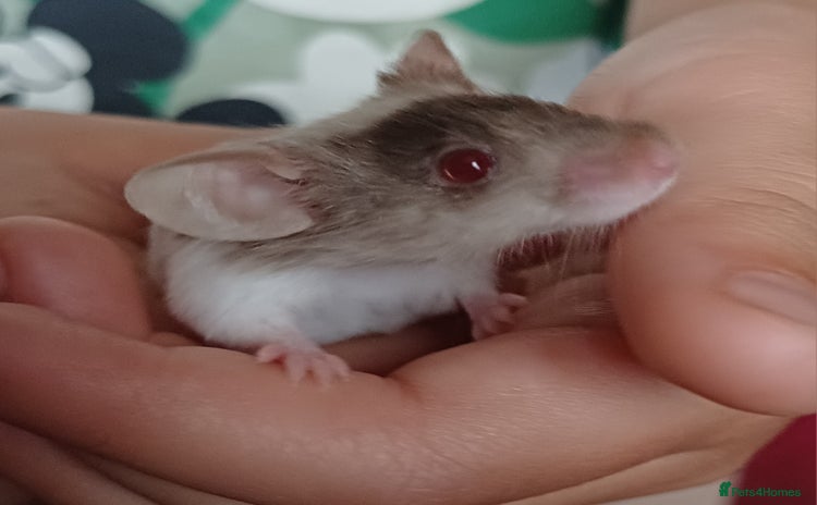 Mouse rodents - Advert 1