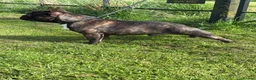 French Bulldog dogs for stud: Standard brindle stud  - Advert 3