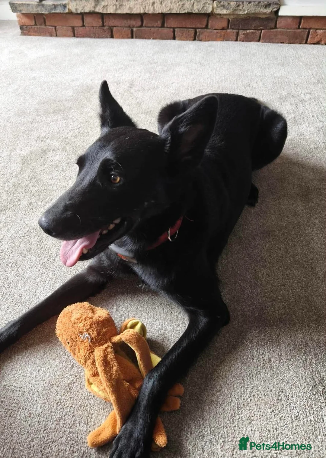 Mixed Breed dogs for sale: 🐾❤️HENNESSY — THE DOG WHO STAYS BY YOUR SIDE ❤️🐾 in Barnet - Advert 3