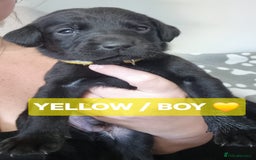 Labrador Retriever dogs for sale: ⭐️ Lush Lab Pups - READY 15/10/25 ⭐️ - Image 6