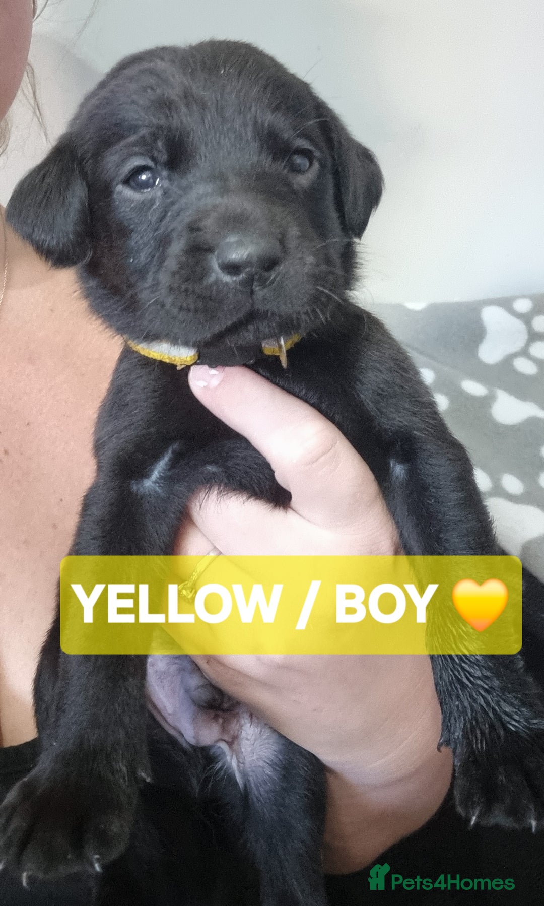 Labrador Retriever dogs for sale: ⭐️ Lush Lab Pups - READY 15/10/25 ⭐️ - Image 6