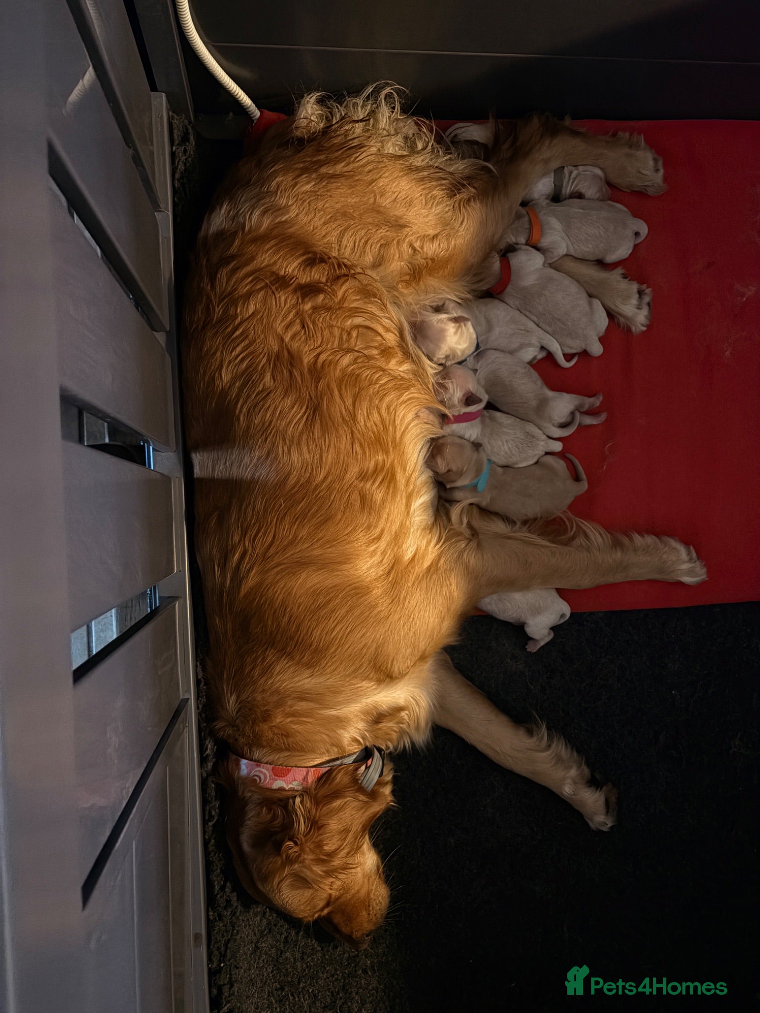 Golden Retriever dogs KC registered Golden Retrievers  - Advert 1