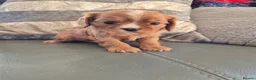 Cavalier King Charles Spaniel dogs for sale: KC Health Clear Cavalier King Charles Boys - Advert 38