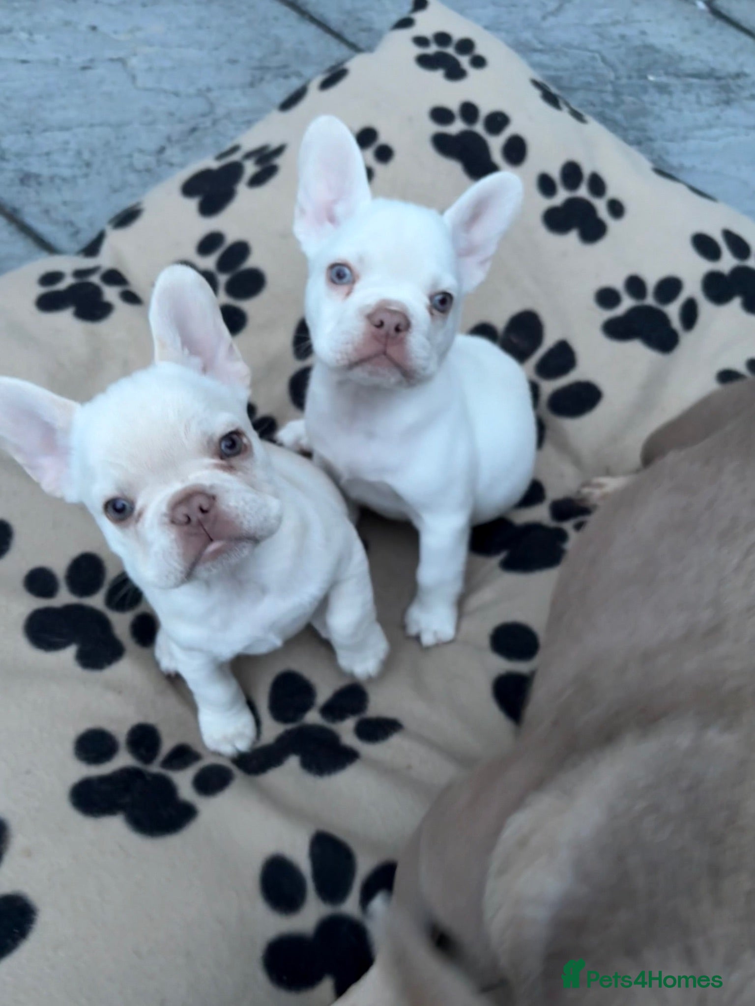 French Bulldog dogs Stunning French Bulldog Puppies – Family Raised - Advert 8