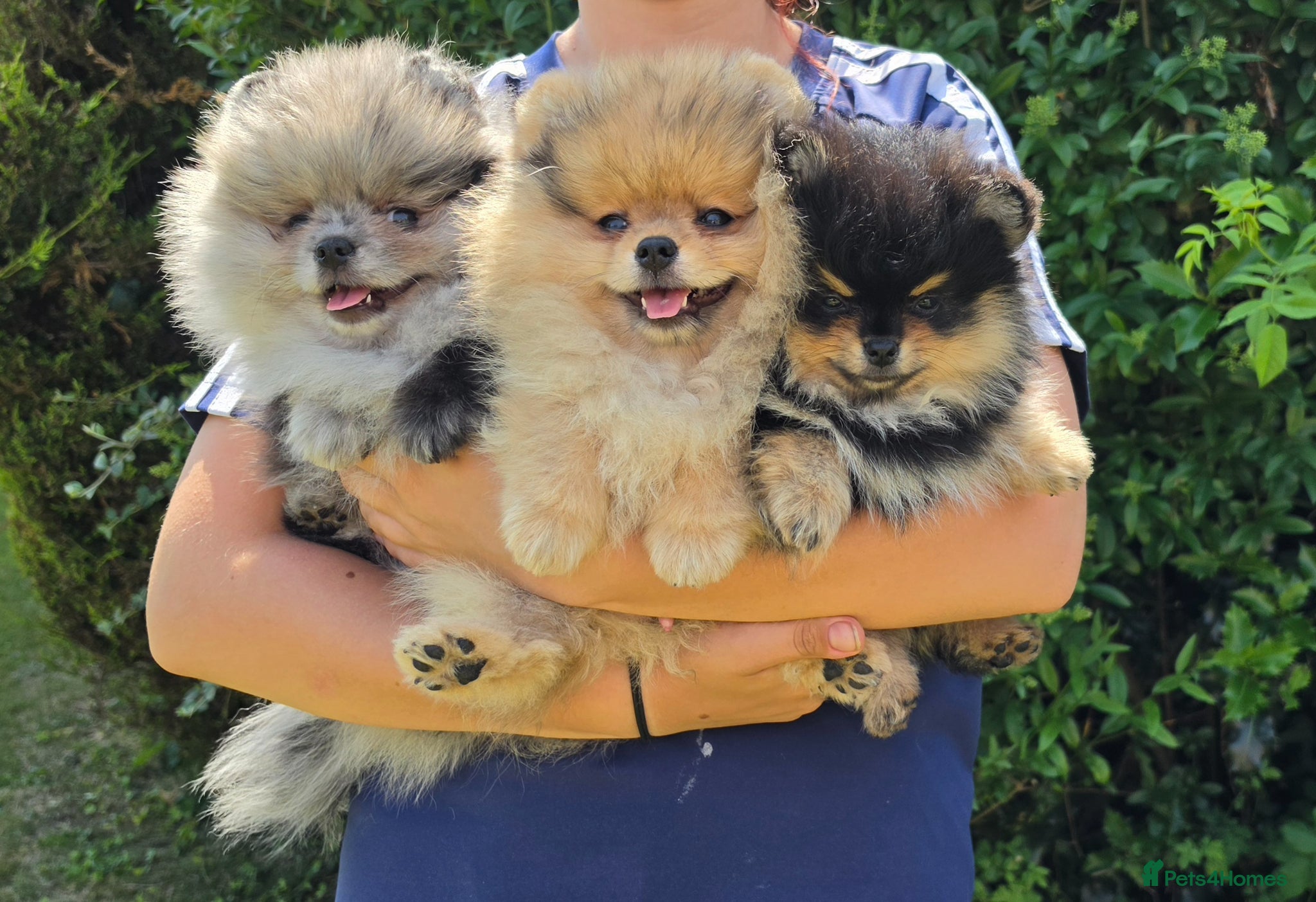 Pomeranian dogs Pomeranian puppies home raised  - Advert 1