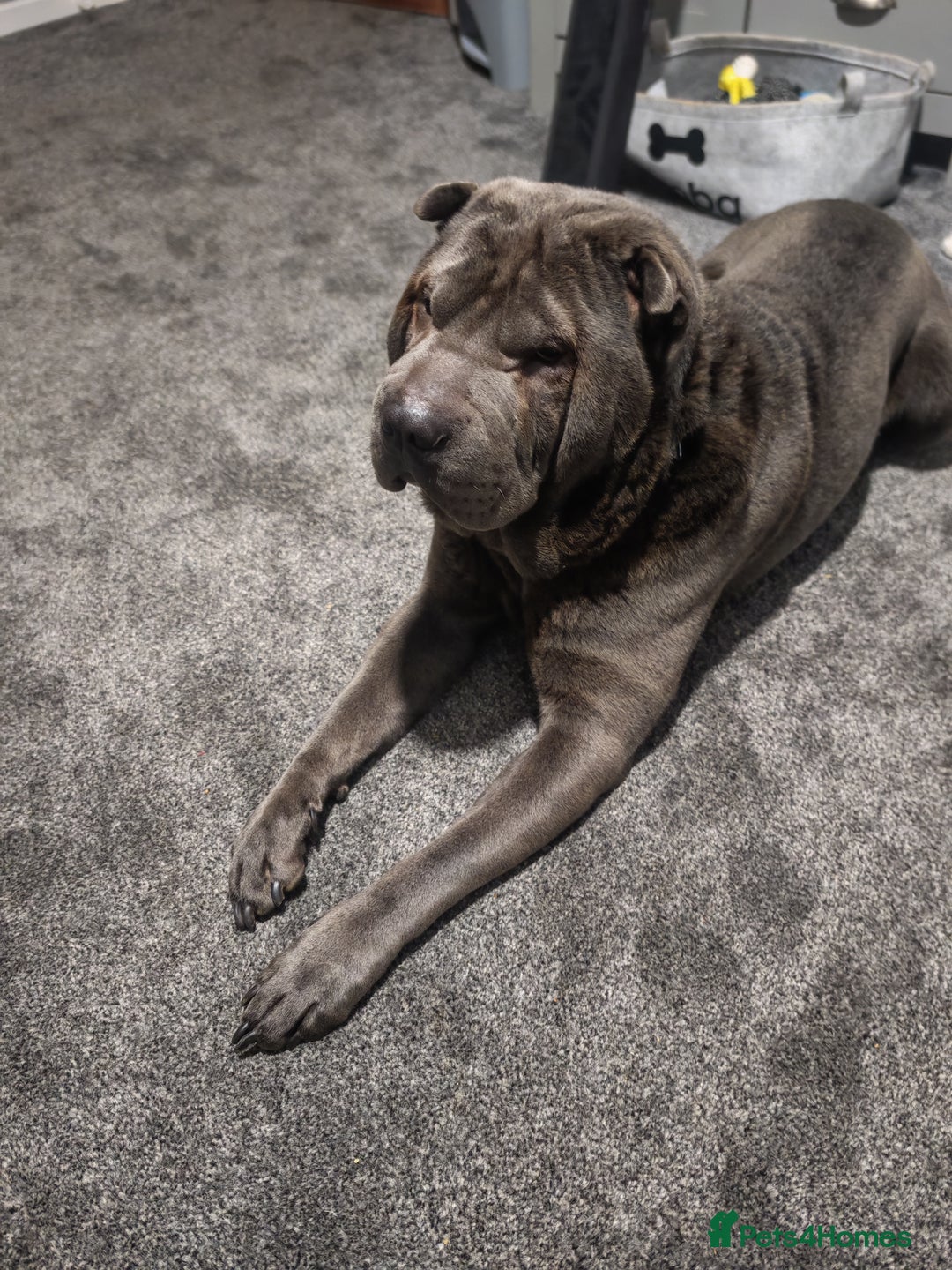 Shar Pei dogs for sale: Male Blue Shar Pei  - Advert 8