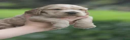 Cocker Spaniel dogs for sale: Fully Health Tested Show Type Cocker Spaniels  - Advert 5