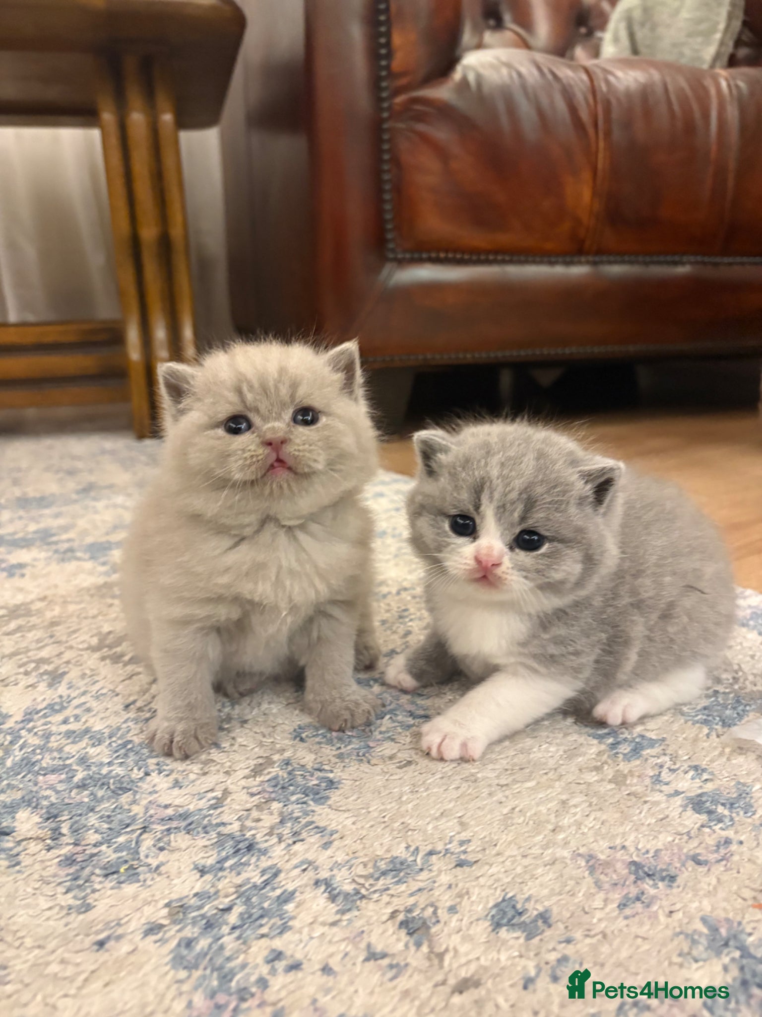 Scottish Fold cats 6 Scottish fold kittens  - Advert 1