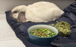 Mini Lop rabbits for sale: Need a new loving home  - Image 8