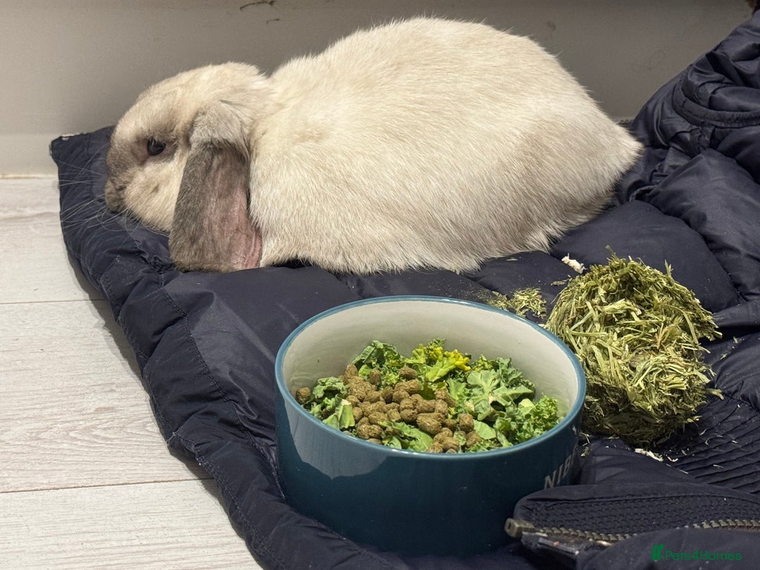 Mini Lop rabbits for sale: Need a new loving home  - Image 8