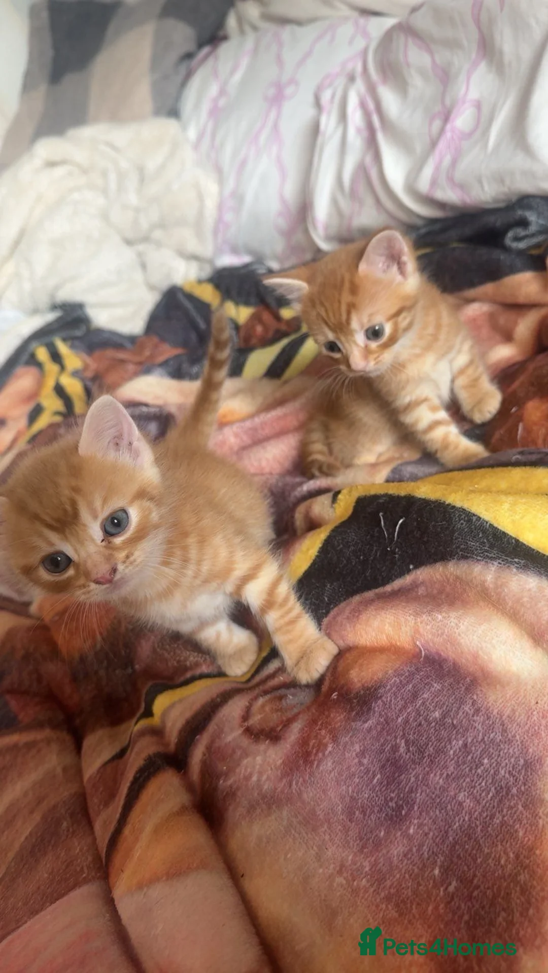 Mixed Breed cats for sale: 🐱 Beautiful calico Mixed Kittens - Advert 19