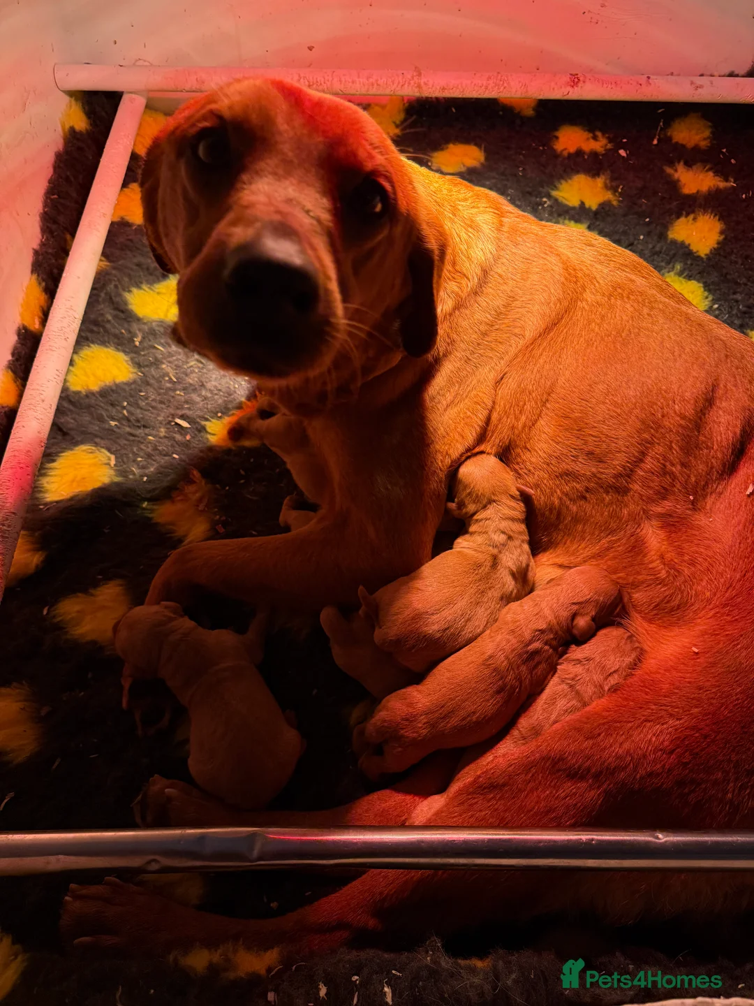 Goldador dogs for sale: Beautiful Dark red chunky goldadors  - Advert 8