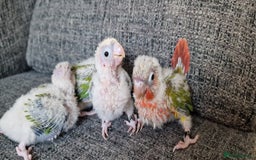 Conures birds for sale: Beautiful fully hand reared conure baby's  - Image 9