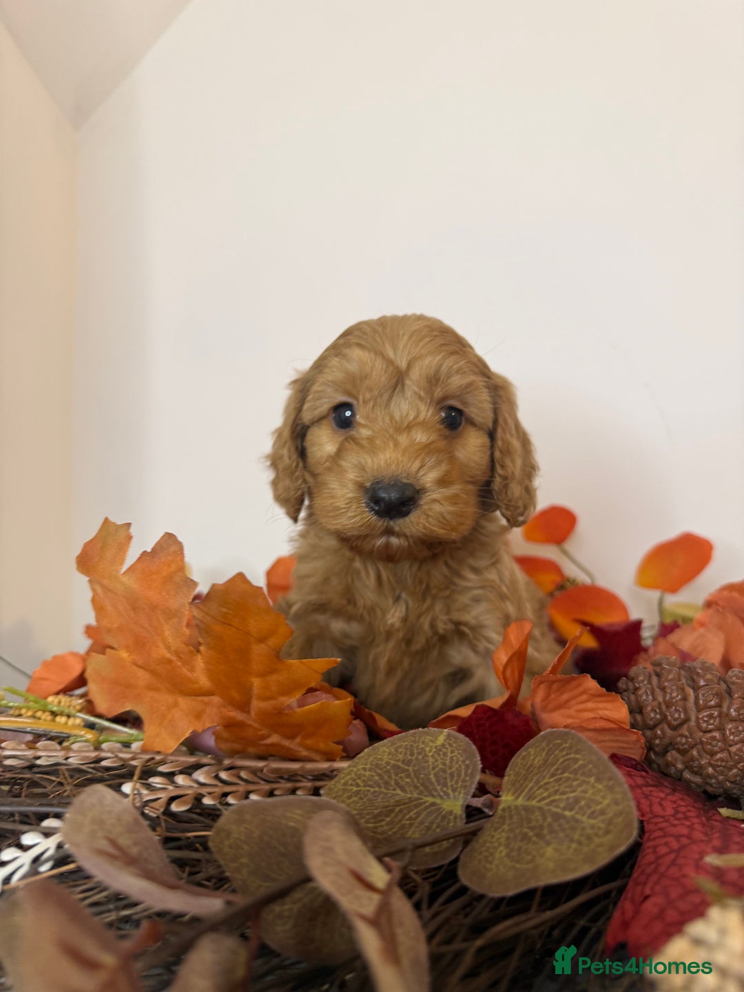 Cockapoo dogs for sale: F2 Cockapoo puppies  - Image 4