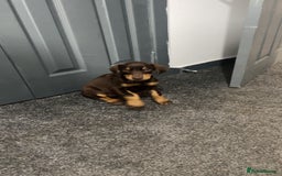 Dobermann dogs for sale: Doberman puppies  - Image 19
