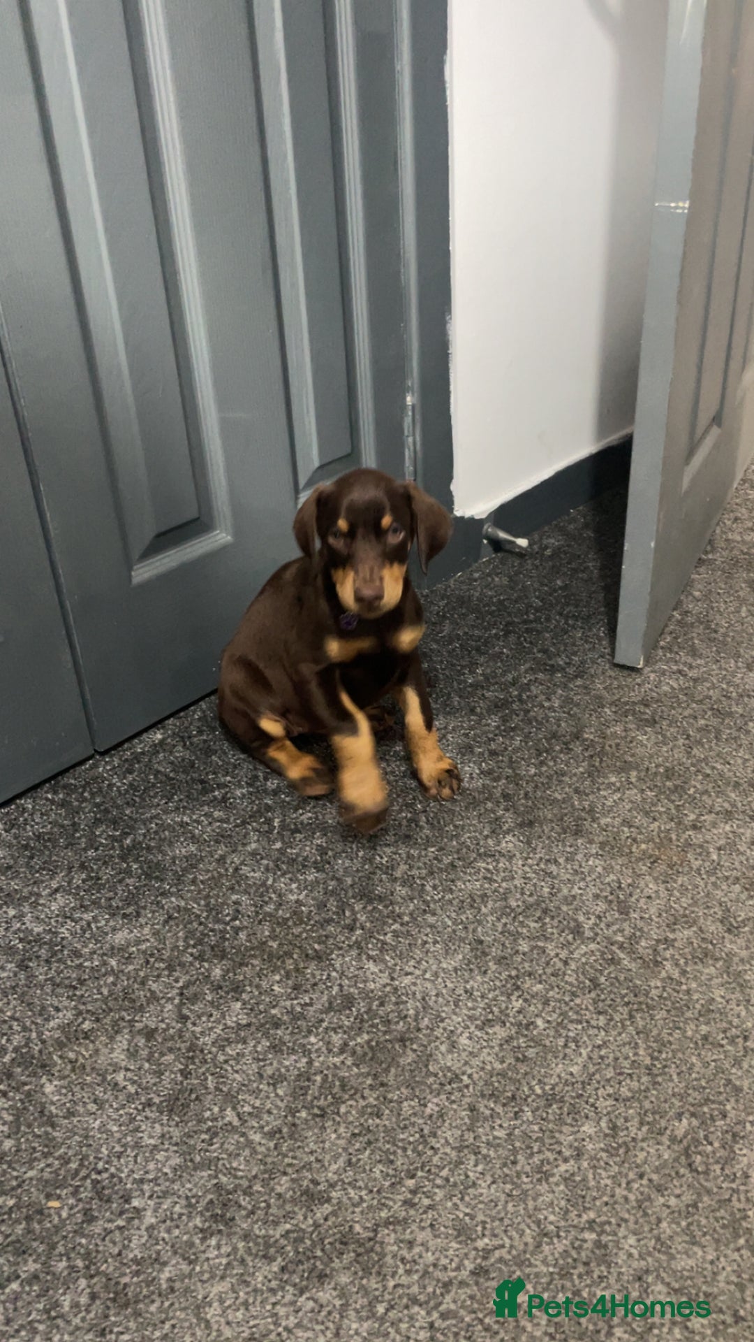 Dobermann dogs for sale: Doberman puppies  - Image 19