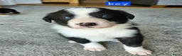 Border Collie dogs for sale: 🔥Unique tri border collie pups 🔥 - Advert 11
