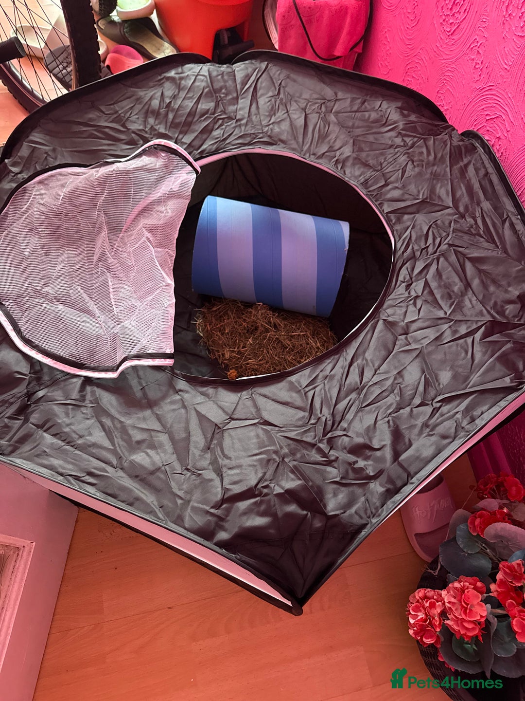 Mini Lop rabbits for sale: Beautiful girl for new home - Advert 9