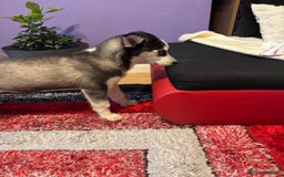 Siberian Husky dogs for sale: Last 2 beautiful girl from 7 puppy husky  - Image 4