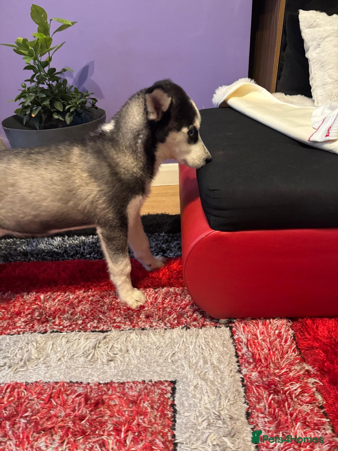 Siberian Husky dogs for sale: Last 2 beautiful girl from 7 puppy husky  - Image 4