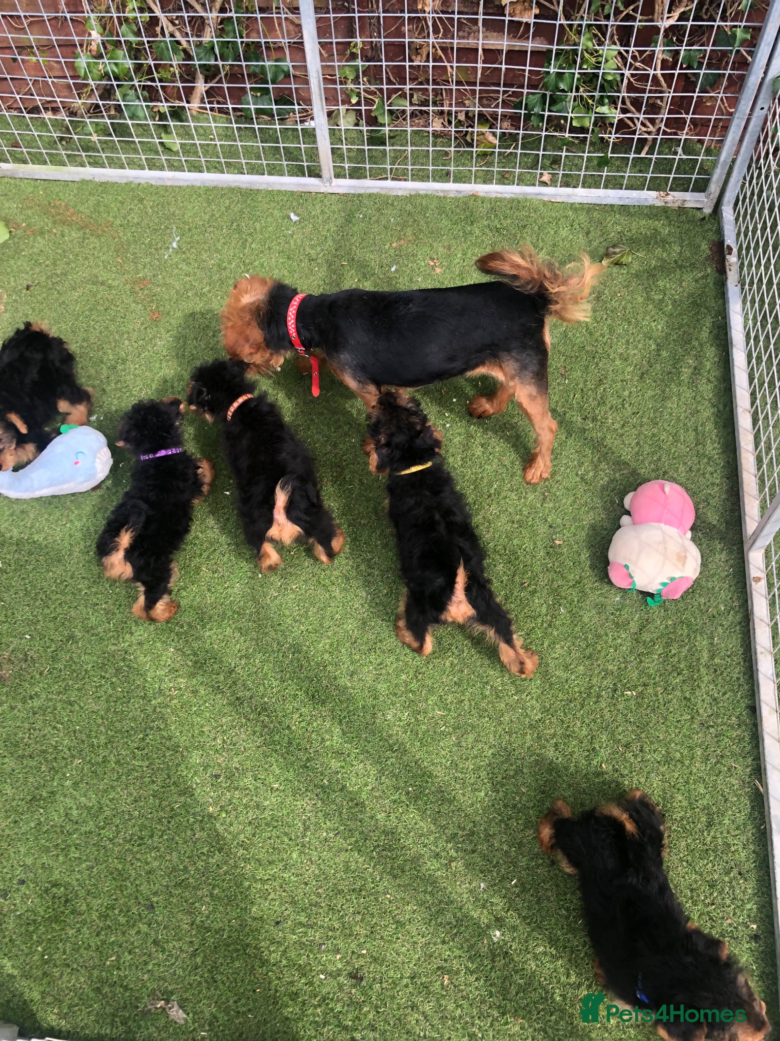 Welsh Terrier dogs Welsh terrier puppies  - Advert 9