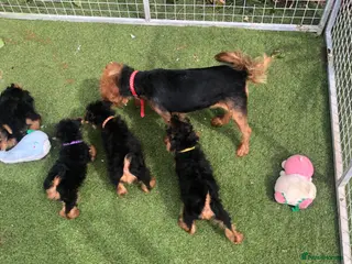 Welsh Terrier dogs Welsh terrier puppies - Advert 6