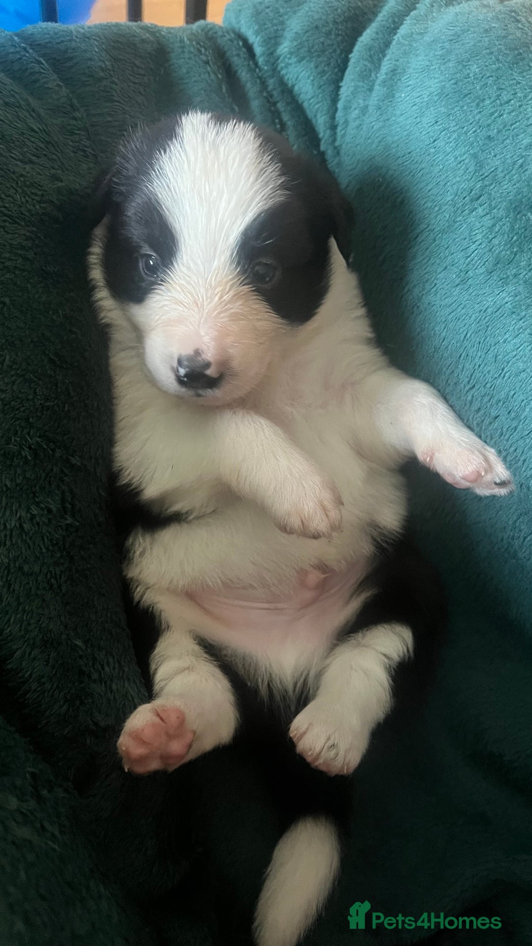 Border Collie dogs for sale: 3 left🐾Ready to leave in 2 weeks🐾Border Collie🐾 - Image 8