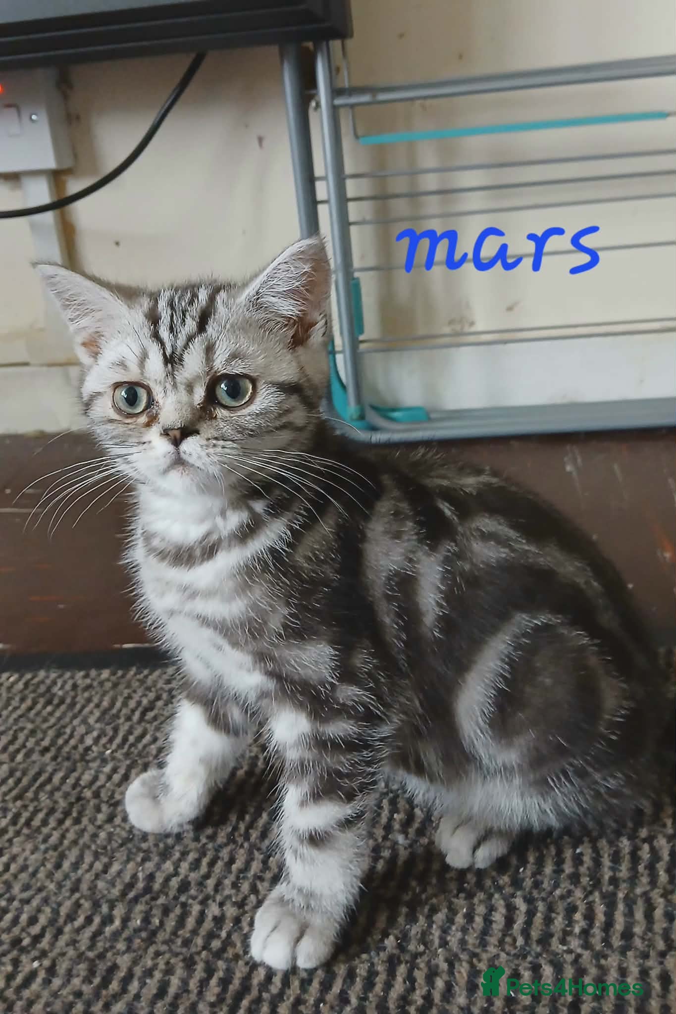 British Shorthair cats for sale: Bsh. Silver Classic Tabby . - Advert 5