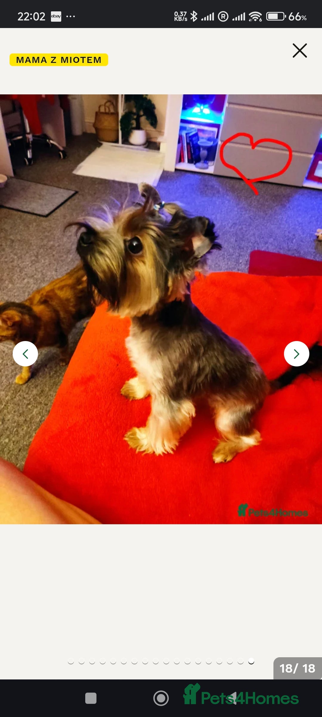 Yorkshire Terrier dogs for sale: wonderful Yorkshire girl - Advert 12