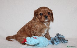 Cavalier King Charles Spaniel dogs for sale: Gorgeous Cavalier King Charles Spaniel puppies - Image 15