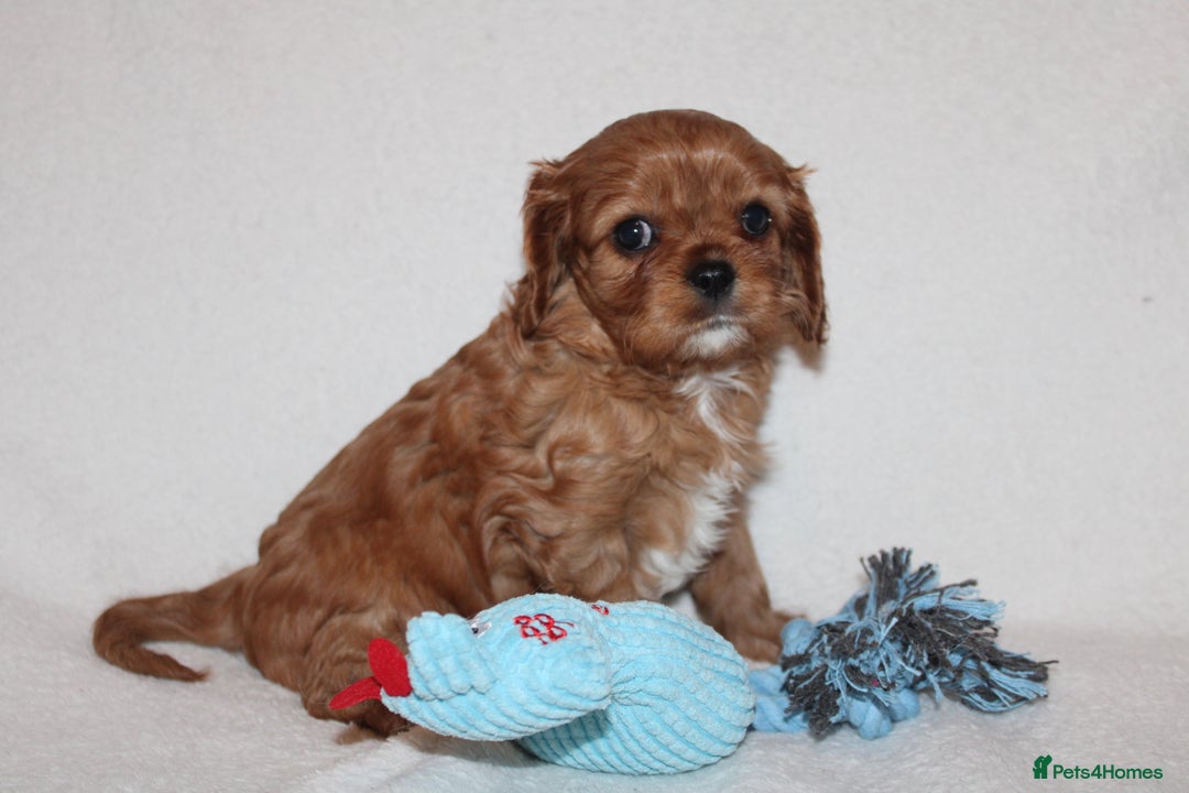 Cavalier King Charles Spaniel dogs for sale: Gorgeous Cavalier King Charles Spaniel puppies - Image 15